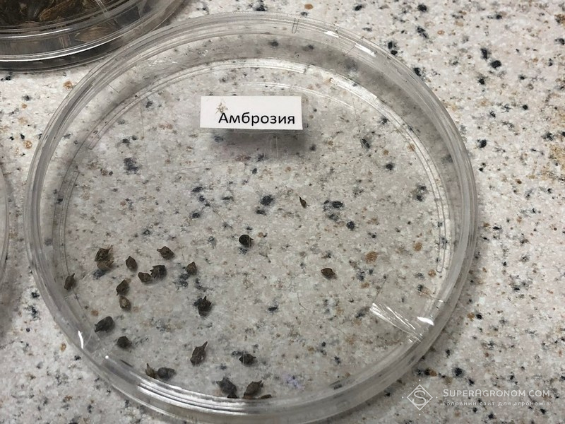 Насіння амброзії полинолистої